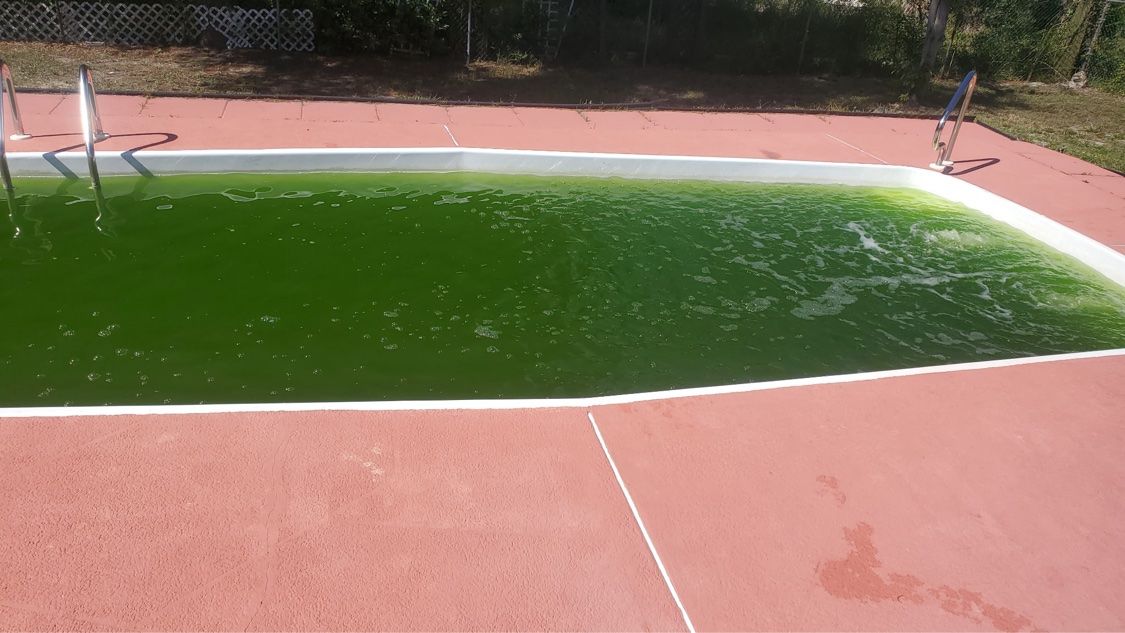 Rectangular pool with dark green water before algae treatment